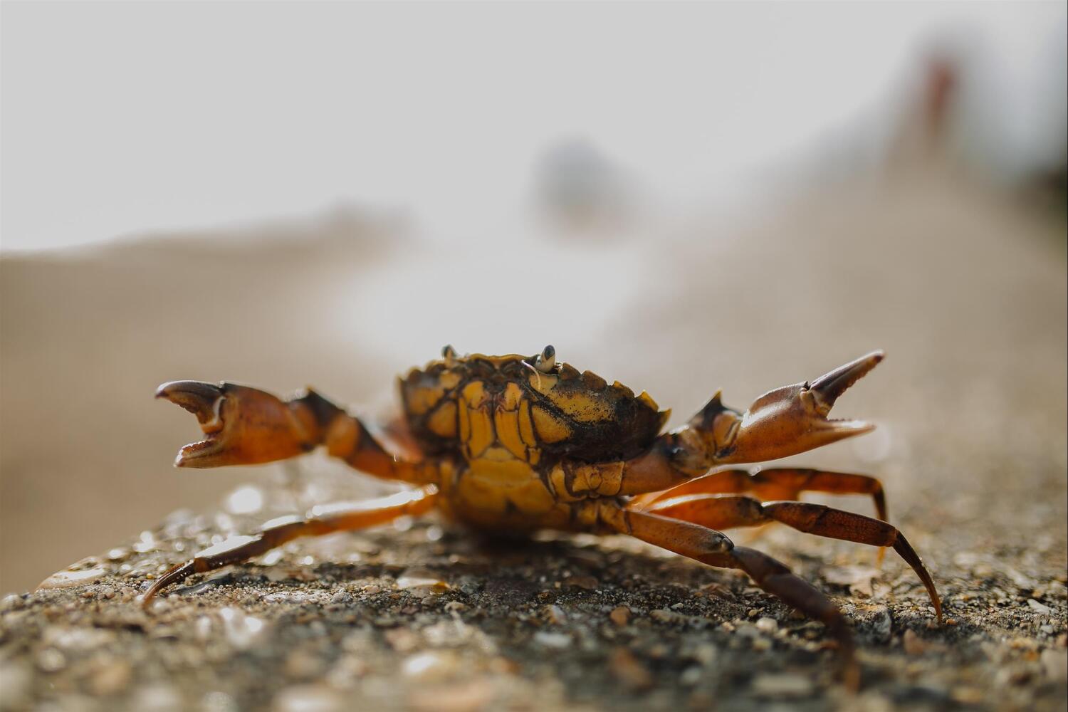 crab-on-beach.jpg